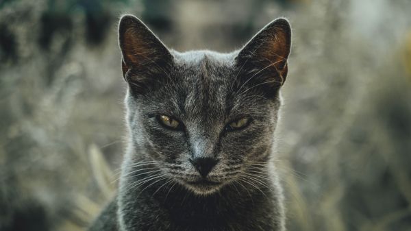 look, cat, yellow eyes Wallpaper 2048x1152