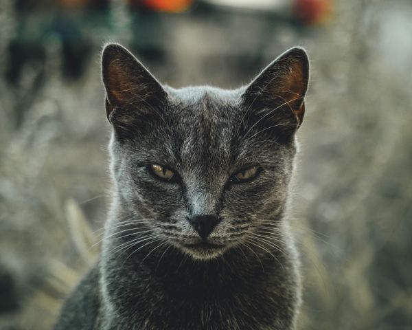 look, cat, yellow eyes Wallpaper 1280x1024