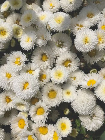 daisy, bloom Wallpaper 1536x2048