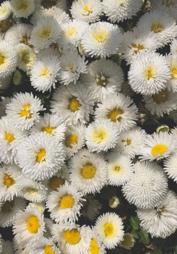daisy, bloom Wallpaper 1668x2388