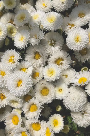 daisy, bloom Wallpaper 640x960