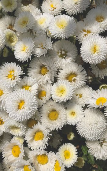 daisy, bloom Wallpaper 1752x2800