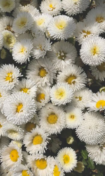 daisy, bloom Wallpaper 1200x2000