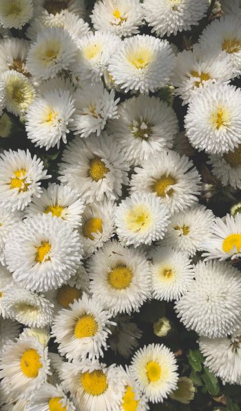daisy, bloom Wallpaper 600x1024