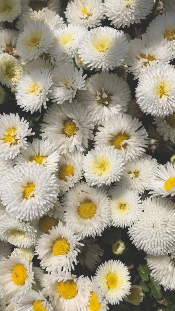 daisy, bloom Wallpaper 640x1136