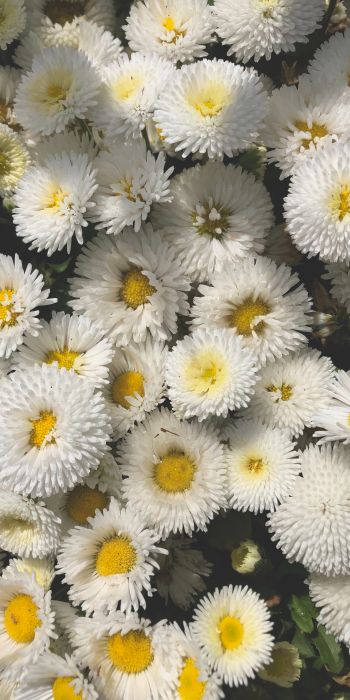 daisy, bloom Wallpaper 720x1440
