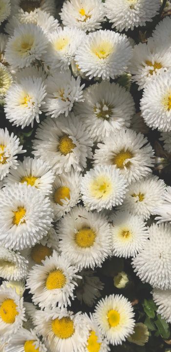 daisy, bloom Wallpaper 1440x2960