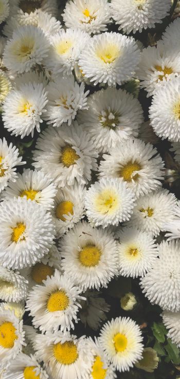 daisy, bloom Wallpaper 1440x3040
