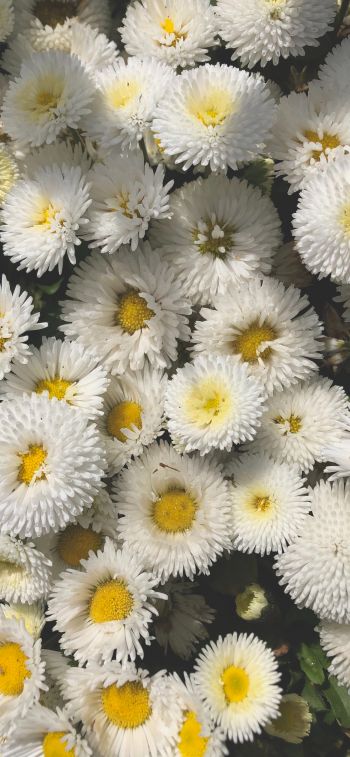 daisy, bloom Wallpaper 828x1792