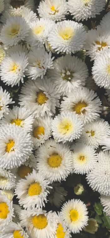 daisy, bloom Wallpaper 1080x2340