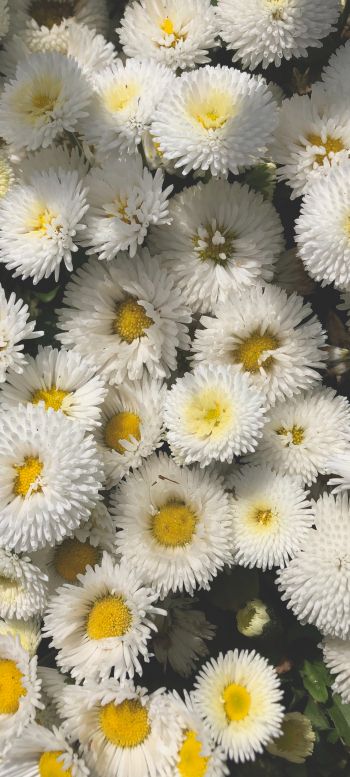 daisy, bloom Wallpaper 1440x3200