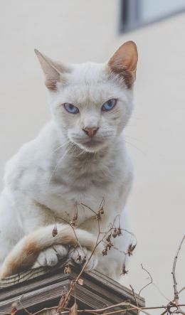 look, cat, blue eyes Wallpaper 600x1024