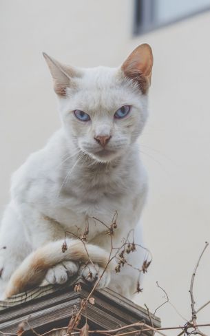 look, cat, blue eyes Wallpaper 800x1280