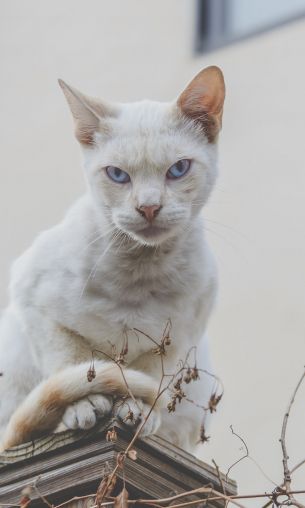 look, cat, blue eyes Wallpaper 1200x2000