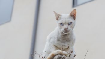 look, cat, blue eyes Wallpaper 1600x900