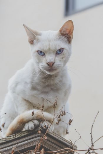look, cat, blue eyes Wallpaper 640x960