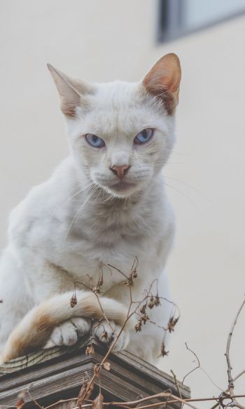 look, cat, blue eyes Wallpaper 1200x2000