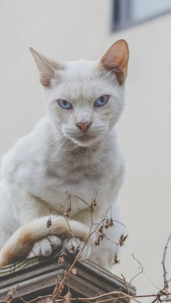 look, cat, blue eyes Wallpaper 640x1136