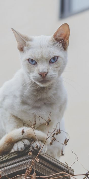 look, cat, blue eyes Wallpaper 720x1440