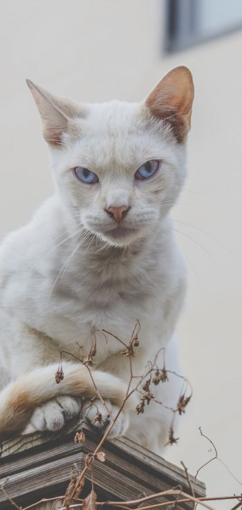 Обои 720x1520 взгляд, кот, голубые глаза