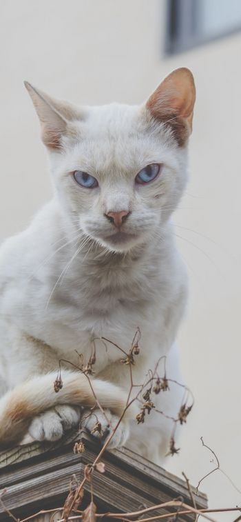 look, cat, blue eyes Wallpaper 828x1792