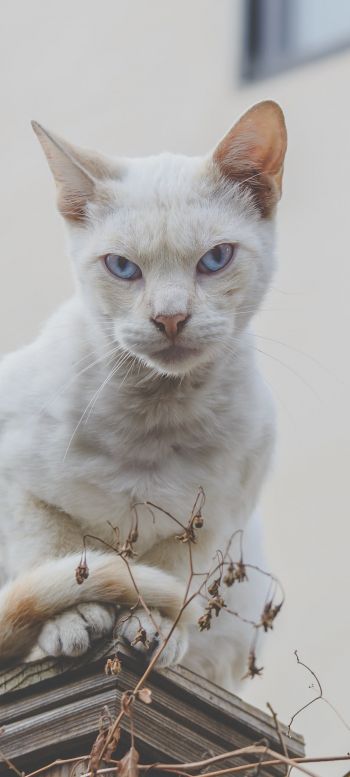 Обои 720x1600 взгляд, кот, голубые глаза