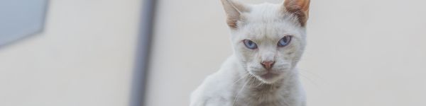 look, cat, blue eyes Wallpaper 1590x400