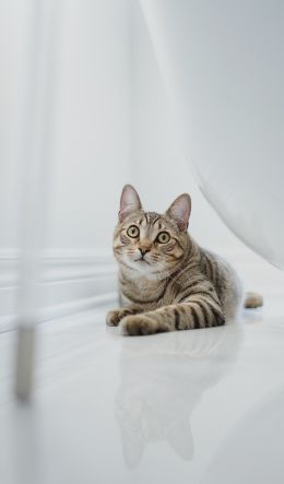 cat, pet Wallpaper 600x1024