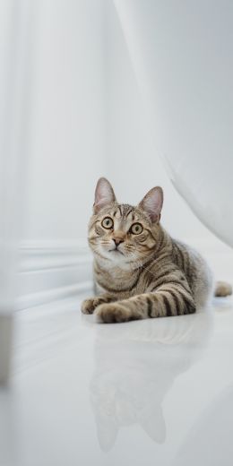 cat, pet Wallpaper 720x1440