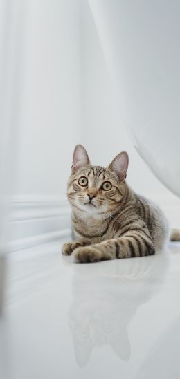 cat, pet Wallpaper 1080x2280