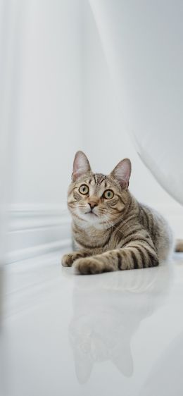 cat, pet Wallpaper 1242x2688