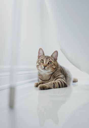 cat, pet Wallpaper 1640x2360