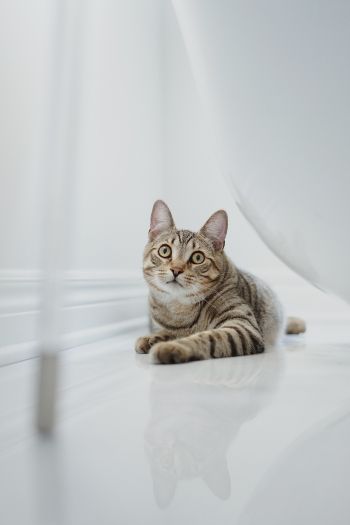 cat, pet Wallpaper 640x960