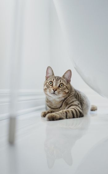 cat, pet Wallpaper 1600x2560