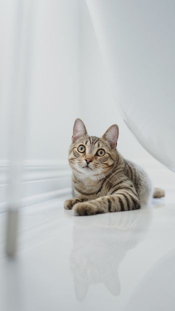cat, pet Wallpaper 640x1136