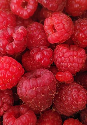 raspberries, berries Wallpaper 1640x2360