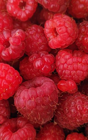 raspberries, berries Wallpaper 1752x2800