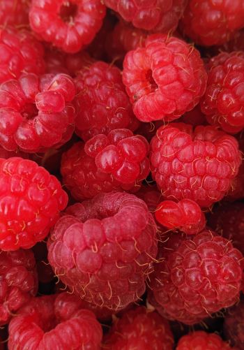 raspberries, berries Wallpaper 1668x2388