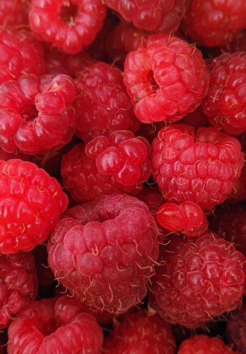 raspberries, berries Wallpaper 1640x2360