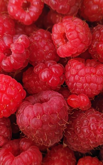 raspberries, berries Wallpaper 1600x2560
