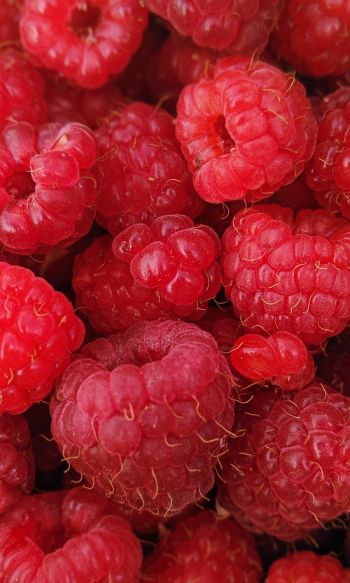 raspberries, berries Wallpaper 1200x2000