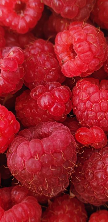 raspberries, berries Wallpaper 1440x2960