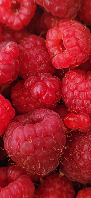 raspberries, berries Wallpaper 828x1792