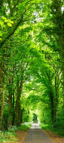 tunnel, road, forest Wallpaper 1080x2400