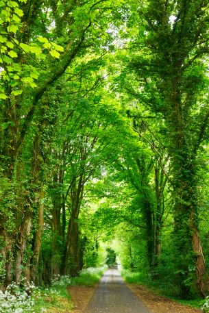 tunnel, road, forest Wallpaper 5878x8816