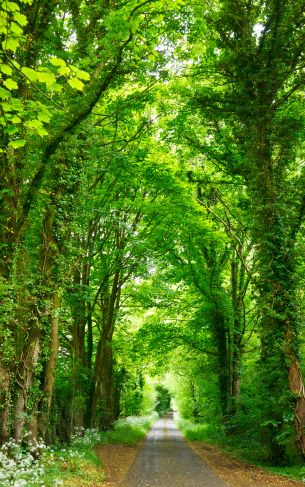 tunnel, road, forest Wallpaper 1752x2800