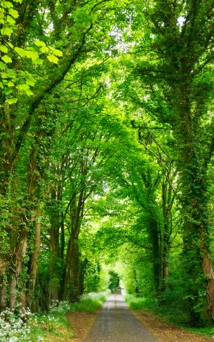tunnel, road, forest Wallpaper 800x1280