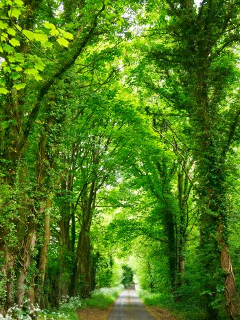 tunnel, road, forest Wallpaper 1620x2160