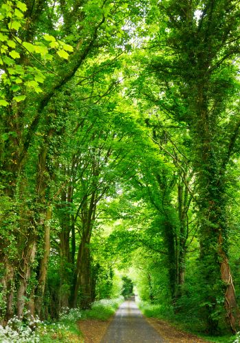 tunnel, road, forest Wallpaper 1668x2388