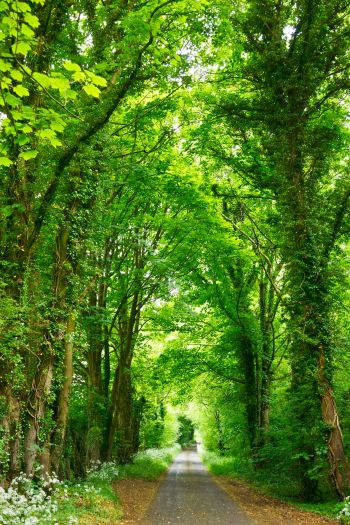 tunnel, road, forest Wallpaper 640x960